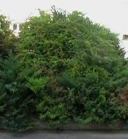 Вид на взрослую особь Berberis thunbergii