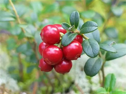 крупная брусника или Vaccinium macrocarpon