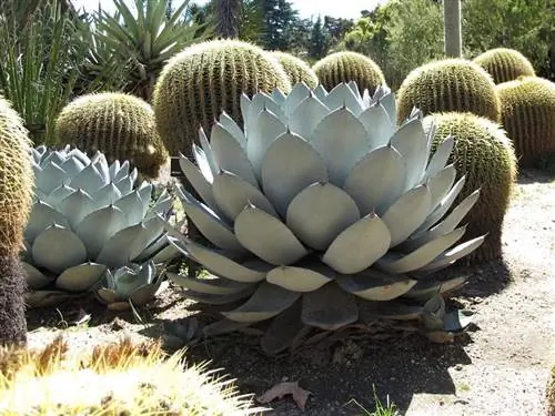 Agave parryi типичное растение американской пустыни