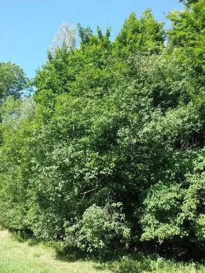 Вид Frangula alnus в среде обитания