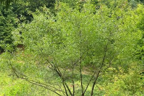 Косичка (Frangula alnus)