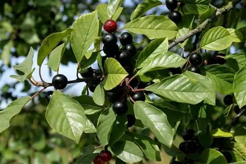 Плоды Frangula alnus черные.