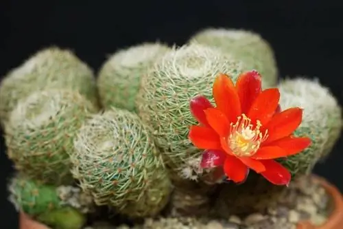 Ребуция (Rebutia heliosa)
