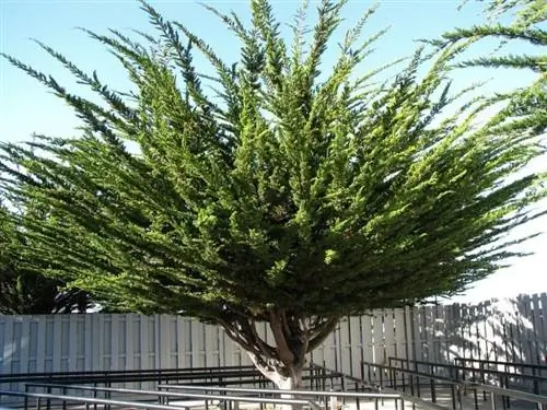Cupressus macrocarpa - хвойное дерево.