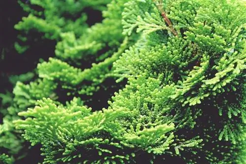 Кипарис (Cupressus)