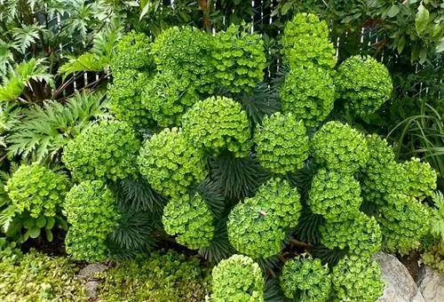 Настенное искусство Euphorbia characias