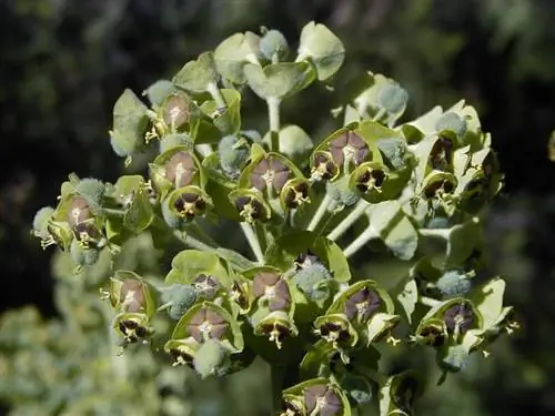 большие цветы молочая
