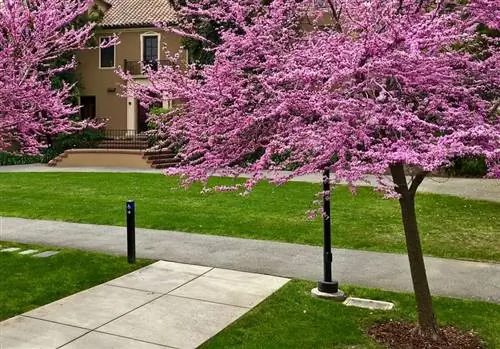 Дерево Иуды (Cercis canadensis)