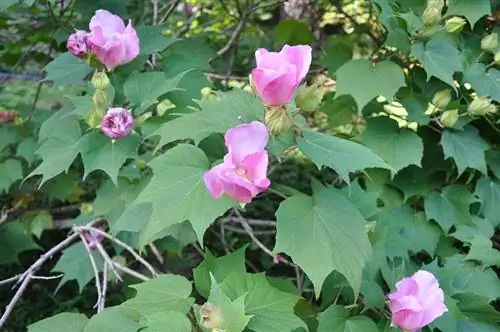 Майская роза (Hibiscus mutabilis)