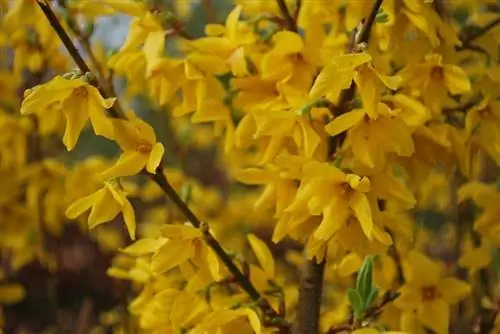 ветки с желтыми цветами под названием Forsythia intermedia