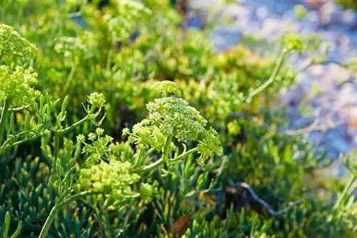 морской фенхель морской фенхель