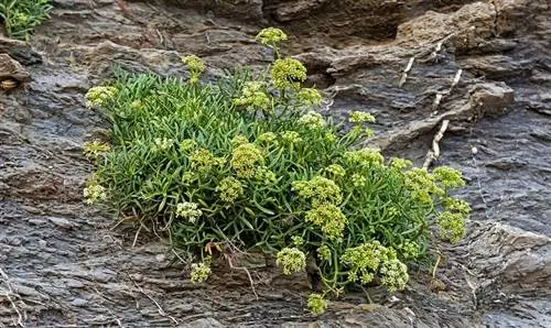 Crithmum maritimum на скалах Crithmum maritimum на скалах