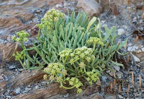 Характеристики Crithmum maritimum Характеристики Crithmum maritimum