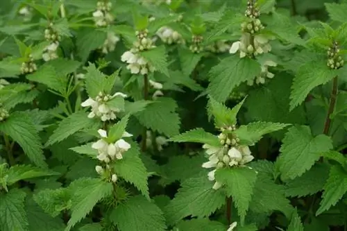 Белая крапива (альбом Lamium)