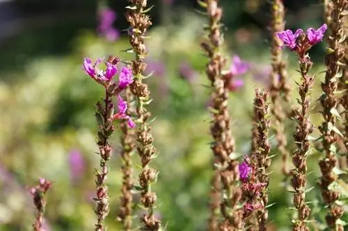 Lythrum вербейник цветы