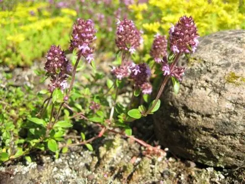 Вид Thymus pulegioides