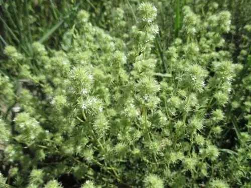 Thymus mastichina - многолетний полукустарник.