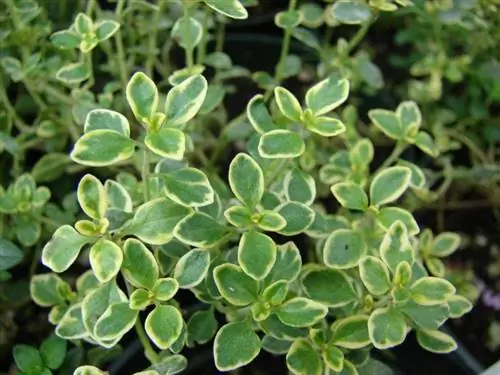 Вид Thymus citriodorus