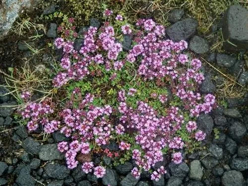 Вид Thymus praecox в среде обитания