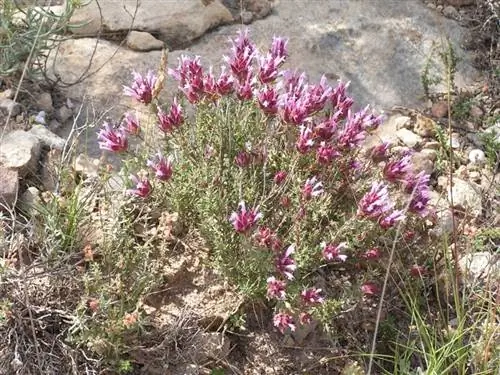 Вид Thymus moroderi в среде обитания