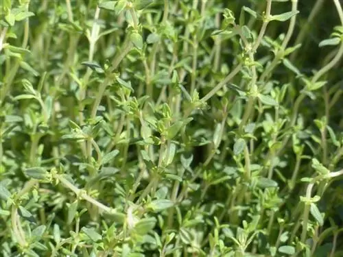 Чабрец (Thymus)