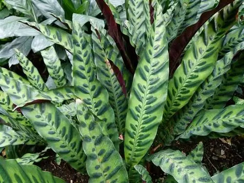 зеленые ланцетовидные листья Calathea lancifolia