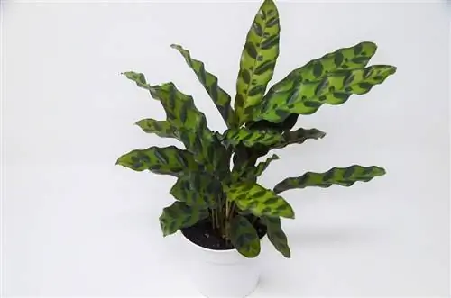Гремучая змея (Calathea lancifolia)