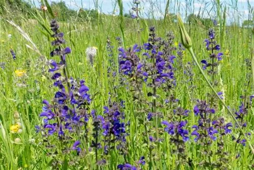 Вид Salvia pratensis в среде обитания