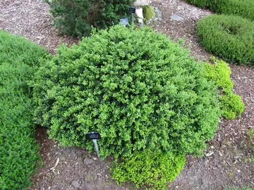 Вид на Ilex crenata в саду