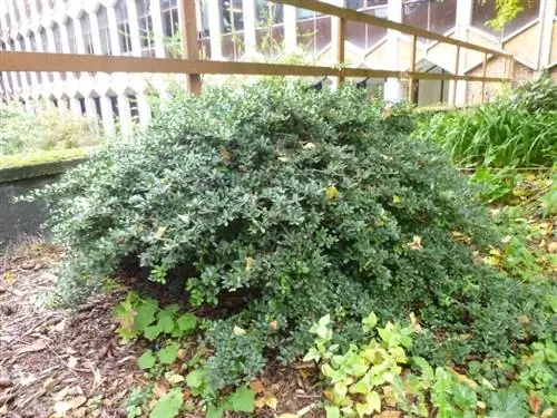 Вид на Ilex crenata