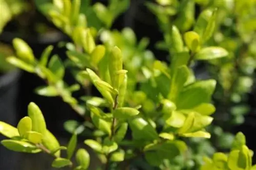 Листья Ilex crenata многолетние.