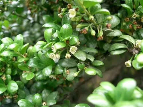 Вид на цветы Ilex crenata