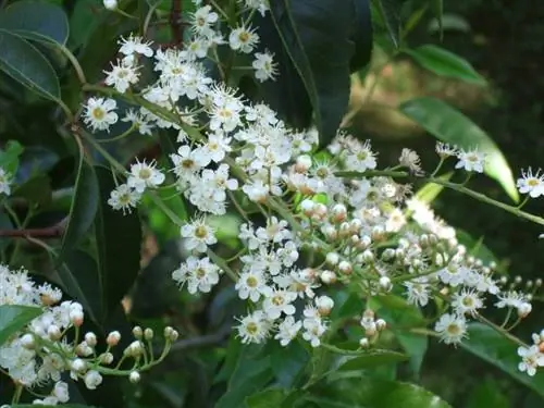 Цветки Prunus lusitanica белые.