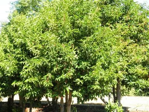 Вид на Prunus lusitanica в саду