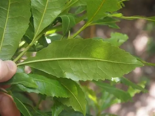 Вид на Prunus lusitanica