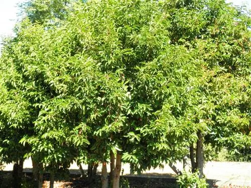 Лавр португальский (Prunus lusitanica)