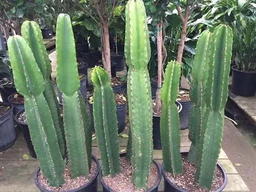 Канделябровое дерево (Euphorbia ingens)