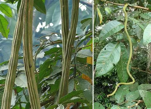 Вид на бобовые Inga edulis
