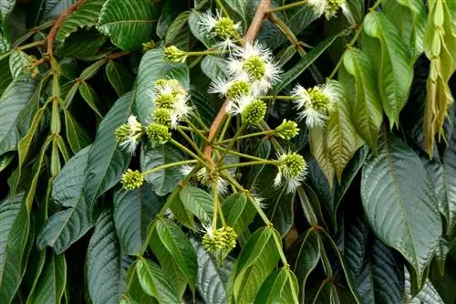 Гуама (Inga edulis)