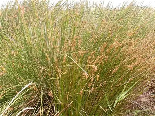 Деталь листьев Juncus maritimus