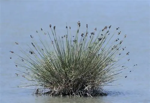 Juncus maritimus (Кровельная лихорадка)