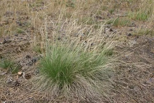 Олень (Nardus stricta)
