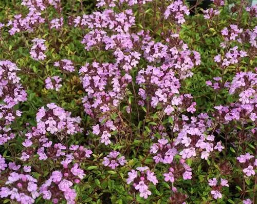 Thymus serpyllum (тимьян Сан-Хуанский)