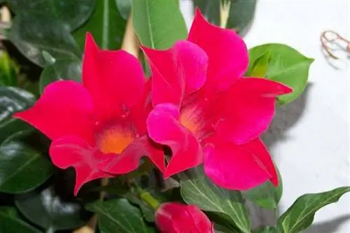 два красных цветка вьющегося растения Mandevilla sanderi