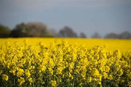 Brassica napus - травянистое растение.