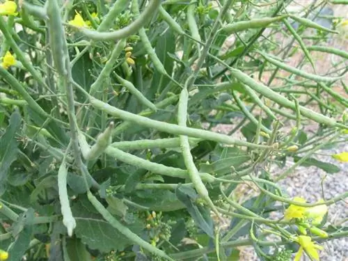 Плоды Brassica napus удлиненные.
