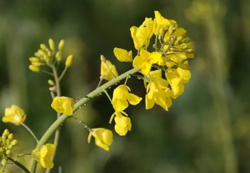 Цветки Brassica napus желтые.