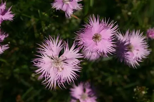 Гвоздика (Dianthus hyssopifolius)