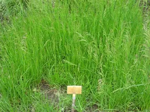 Вид на Poa pratensis в Берлине
