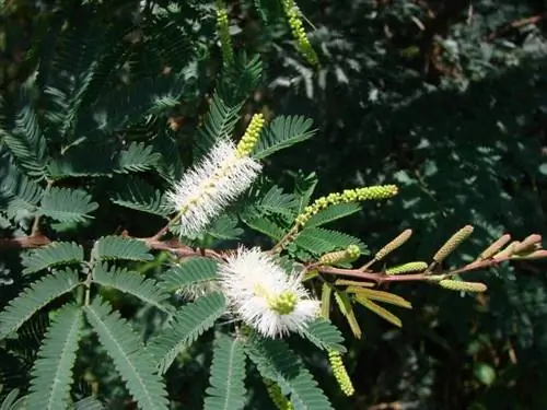 Mimosa hostilis - тропическое растение.